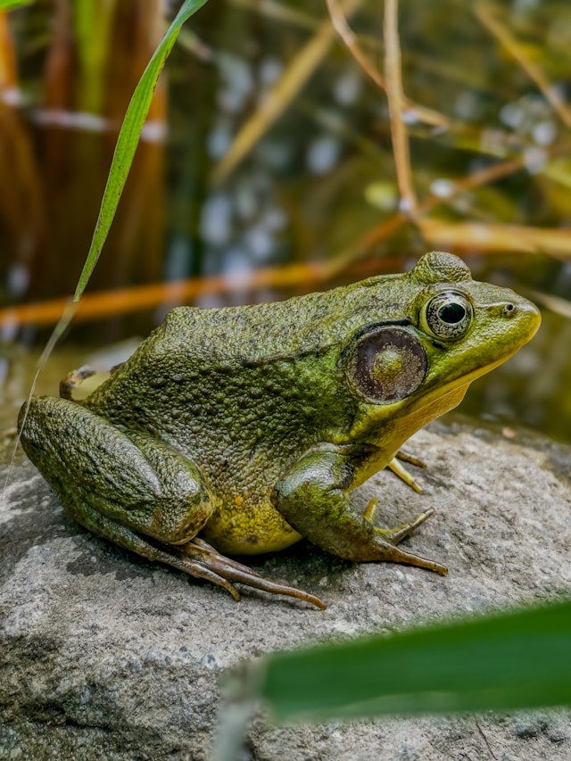 Amphibiens