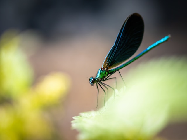 Arthropodes