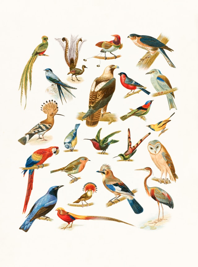 Oiseaux