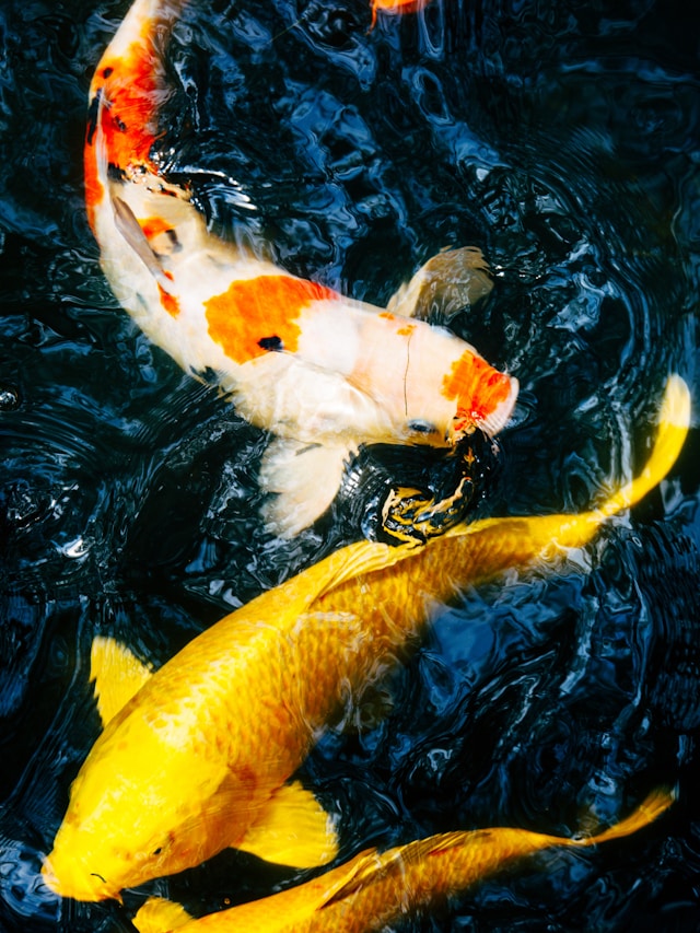 Poissons