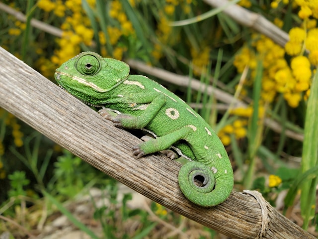 Reptiles
