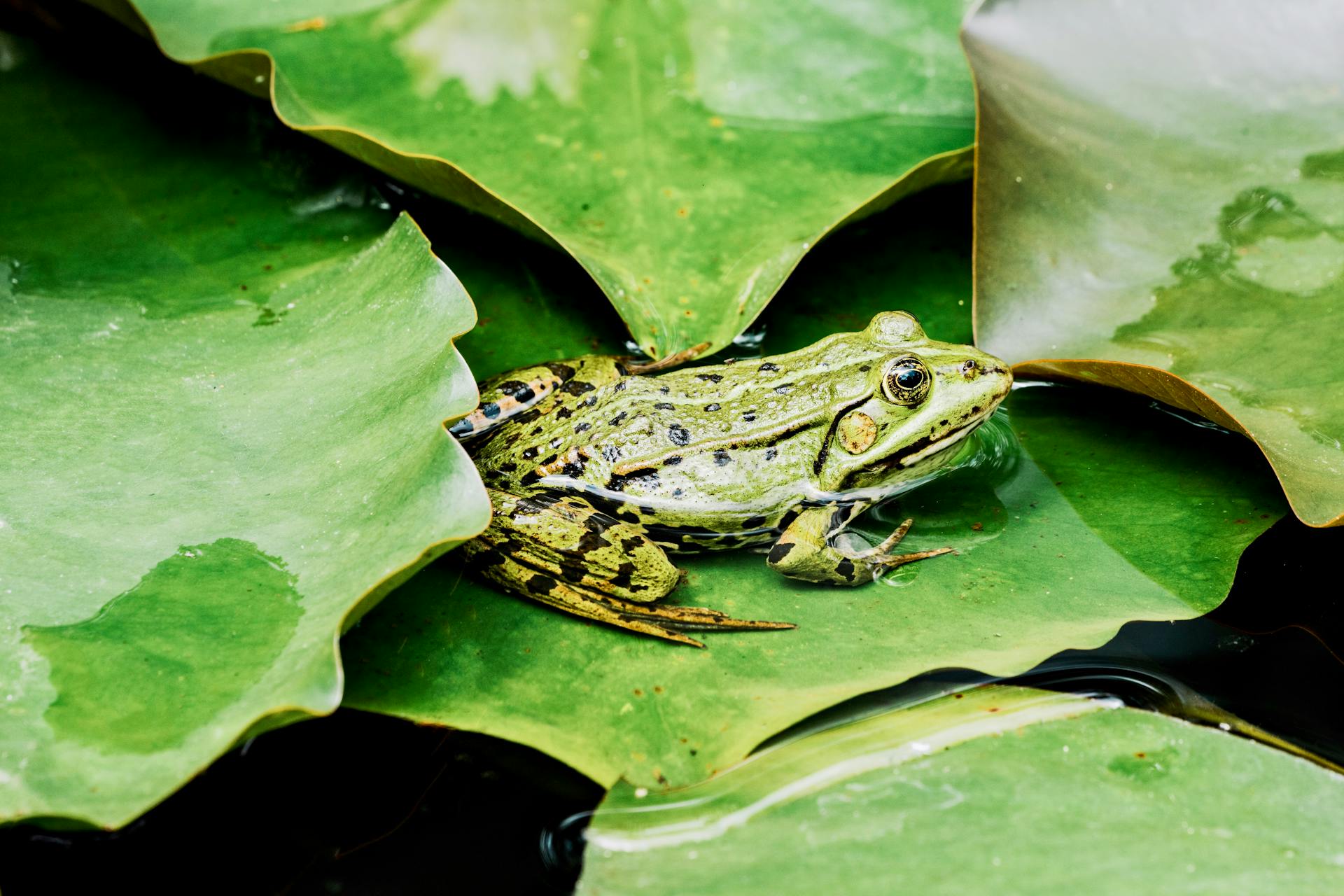 Grenouille exotique sur une branche