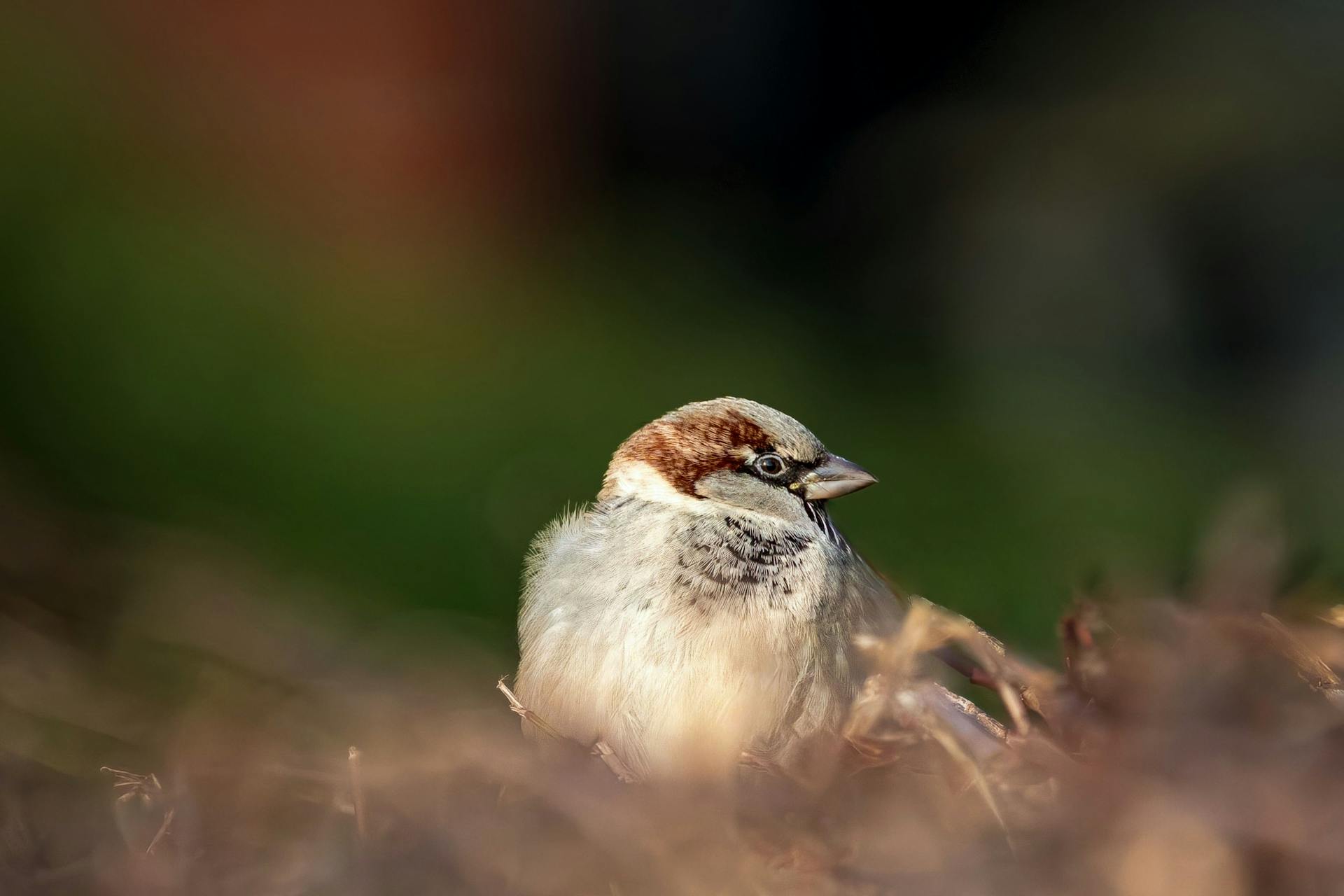 Oiseau exotique perché sur une branche