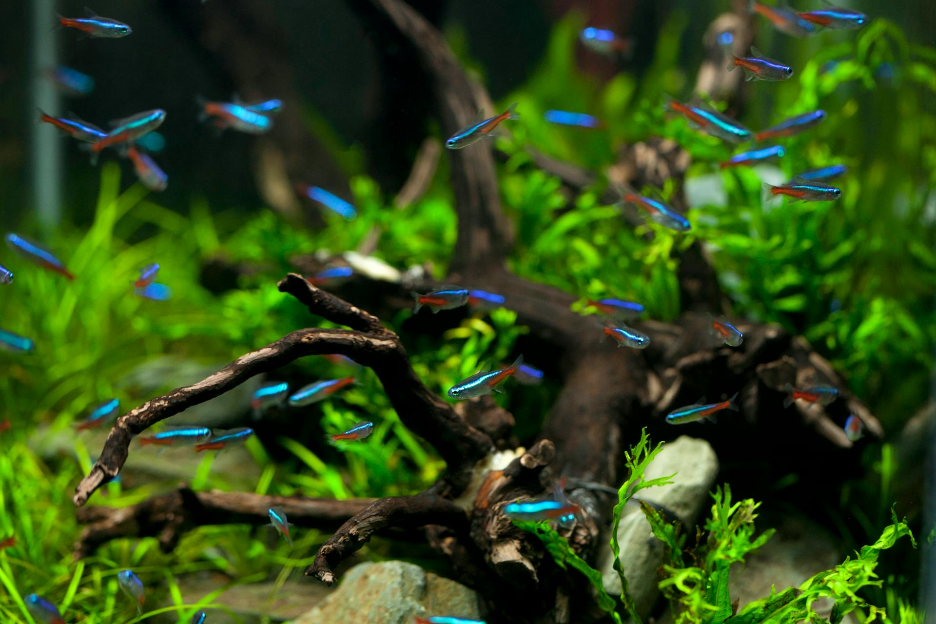 Banc de poissons tropicaux dans un aquarium planté