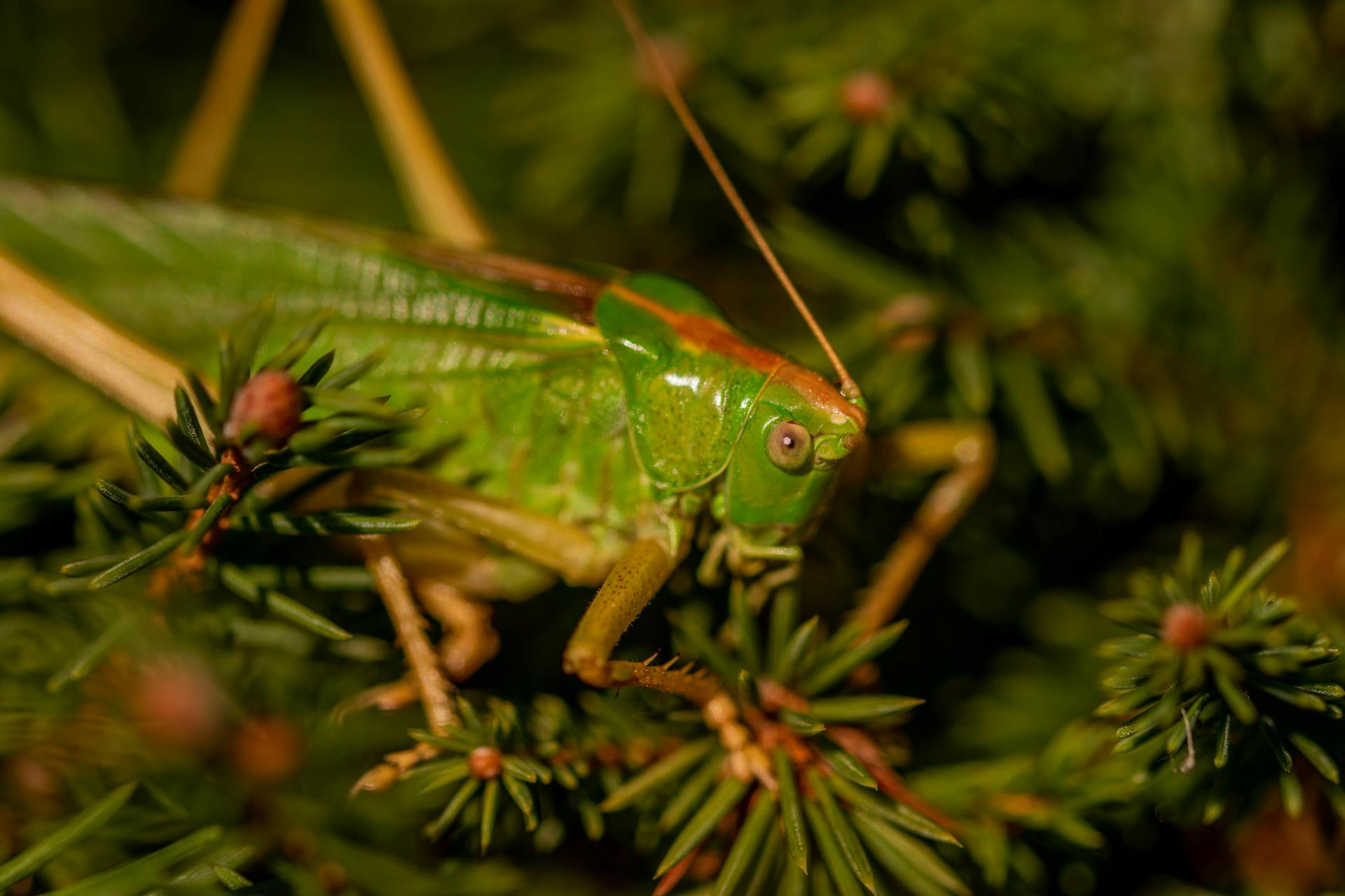 Sauterelle verte posée sur une feuille